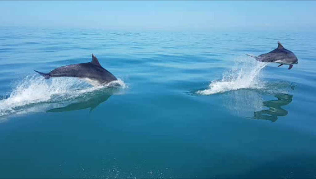 Sea Fishing Boat Trips New Quay West Wales; An Epic fishing experience